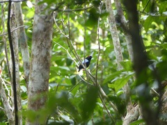 Chiroxiphia pareola
