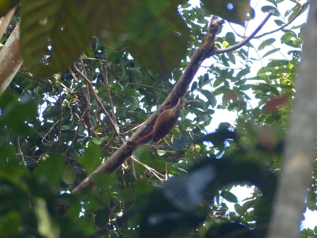 Lesser Woodcreeper (Northern)