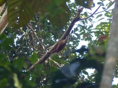 Xiphorhynchus atlanticus