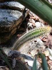 Acanthocereus oaxacensis
