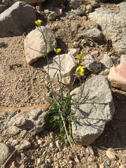 Sisymbrium orientale