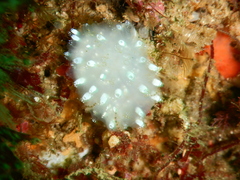 Polycitor giganteus
