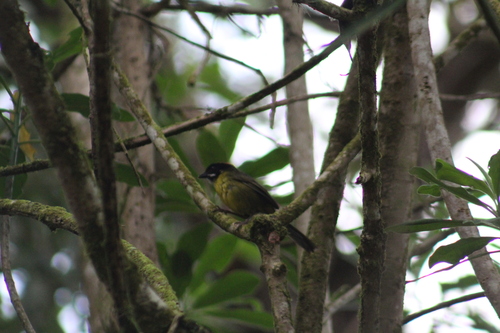 Moustached Brushfinch (Atlapetes albofrenatus), photo 3