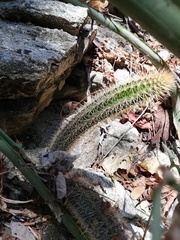 Acanthocereus oaxacensis