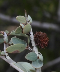 Asphondylia ceanothi
