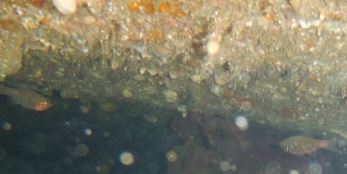 Optivus agastos