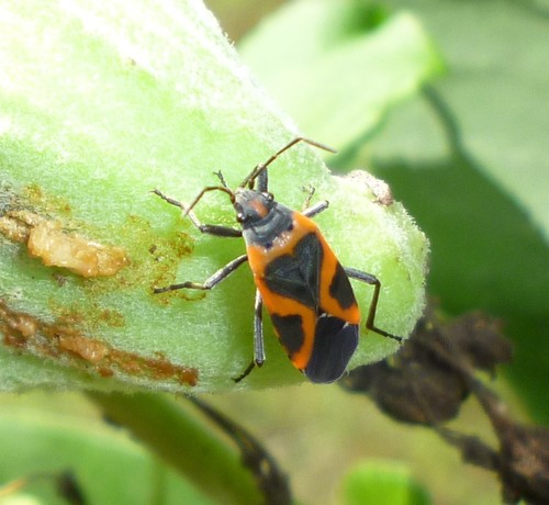 Small Milkweed Bug