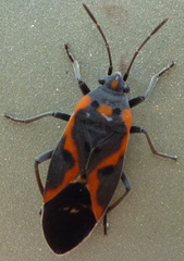 Lygaeus kalmii angustomarginatus