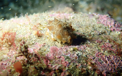 Pusula solandri