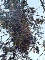 Phacellodomus rufifrons specularis