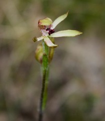 Caladenia atradenia