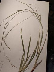 Carex arctata
