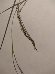 Carex arctata