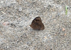 Eunica eurota