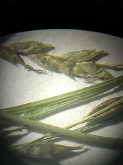 Carex arctata
