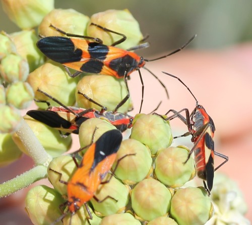 Large Milkweed Bug photographed in Arizona