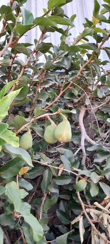 Ficus pumila