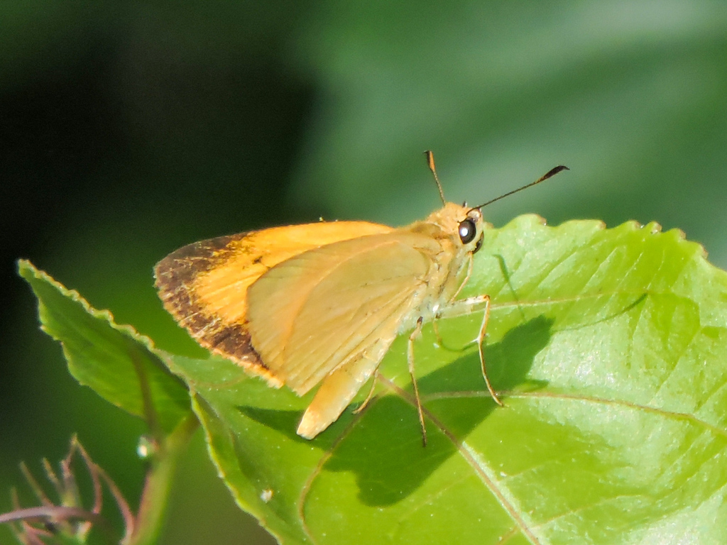 Godman's Skipper