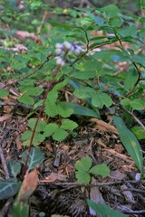 Pyrola crypta