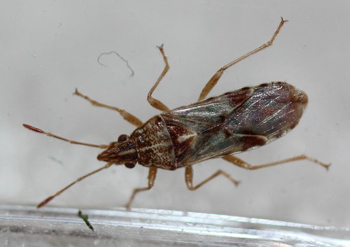 Sycamore Seed Bug (Belonochilus numenius) · iNaturalist