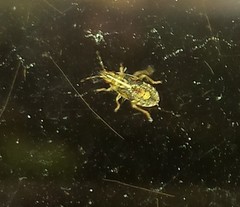 Belonochilus numenius