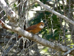 Megaxenops parnaguae