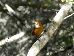 Megaxenops parnaguae