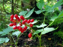 Actaea erythrocarpa