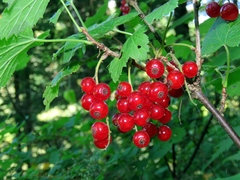 Ribes atropurpureum