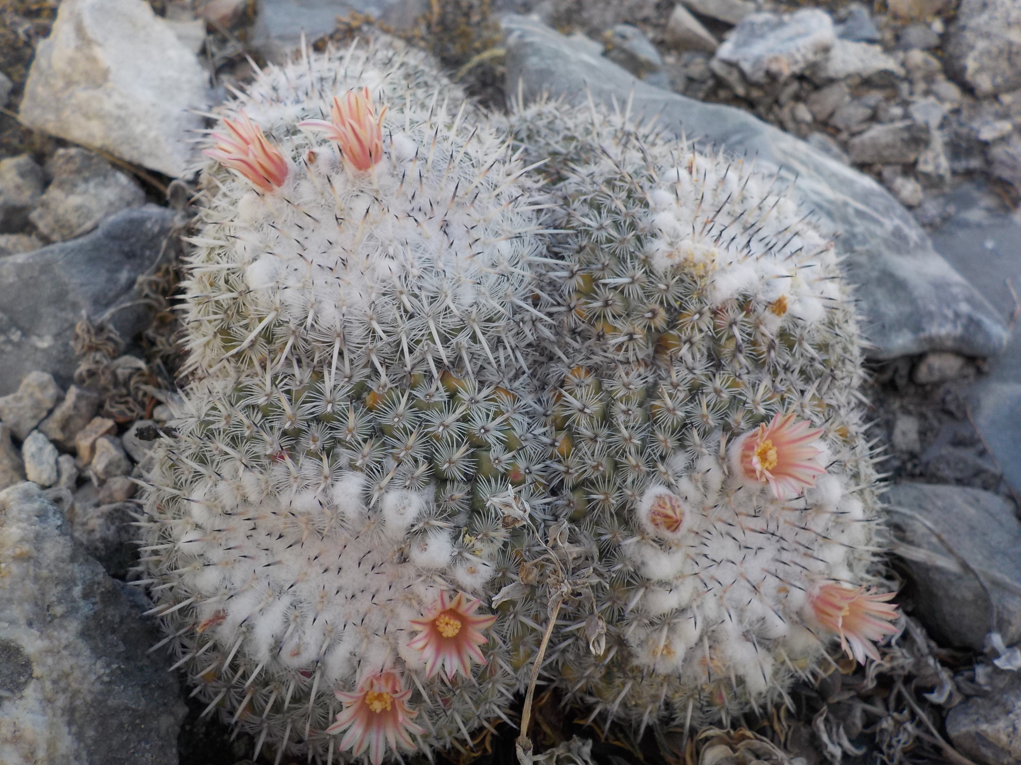Mammillaria parkinsonii  iNaturalist