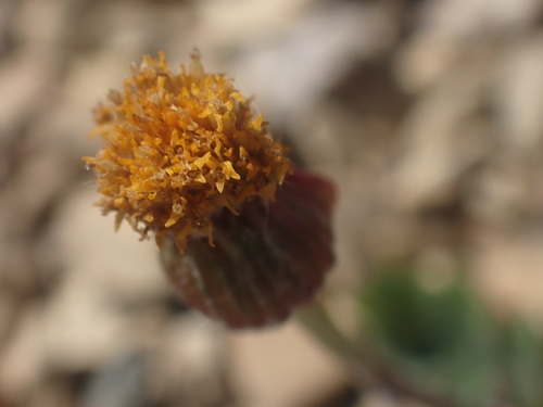 Image of Packera contermina by no rights reserved