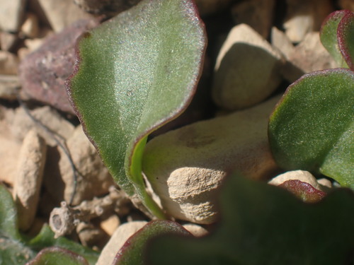 Image of Packera contermina by no rights reserved