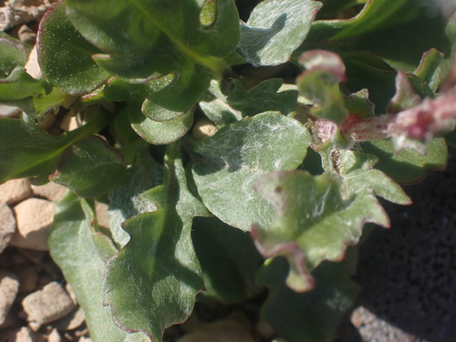 Image of Packera contermina by no rights reserved