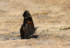 Libythea laius