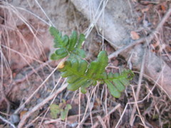 Pentagramma triangularis triangularis