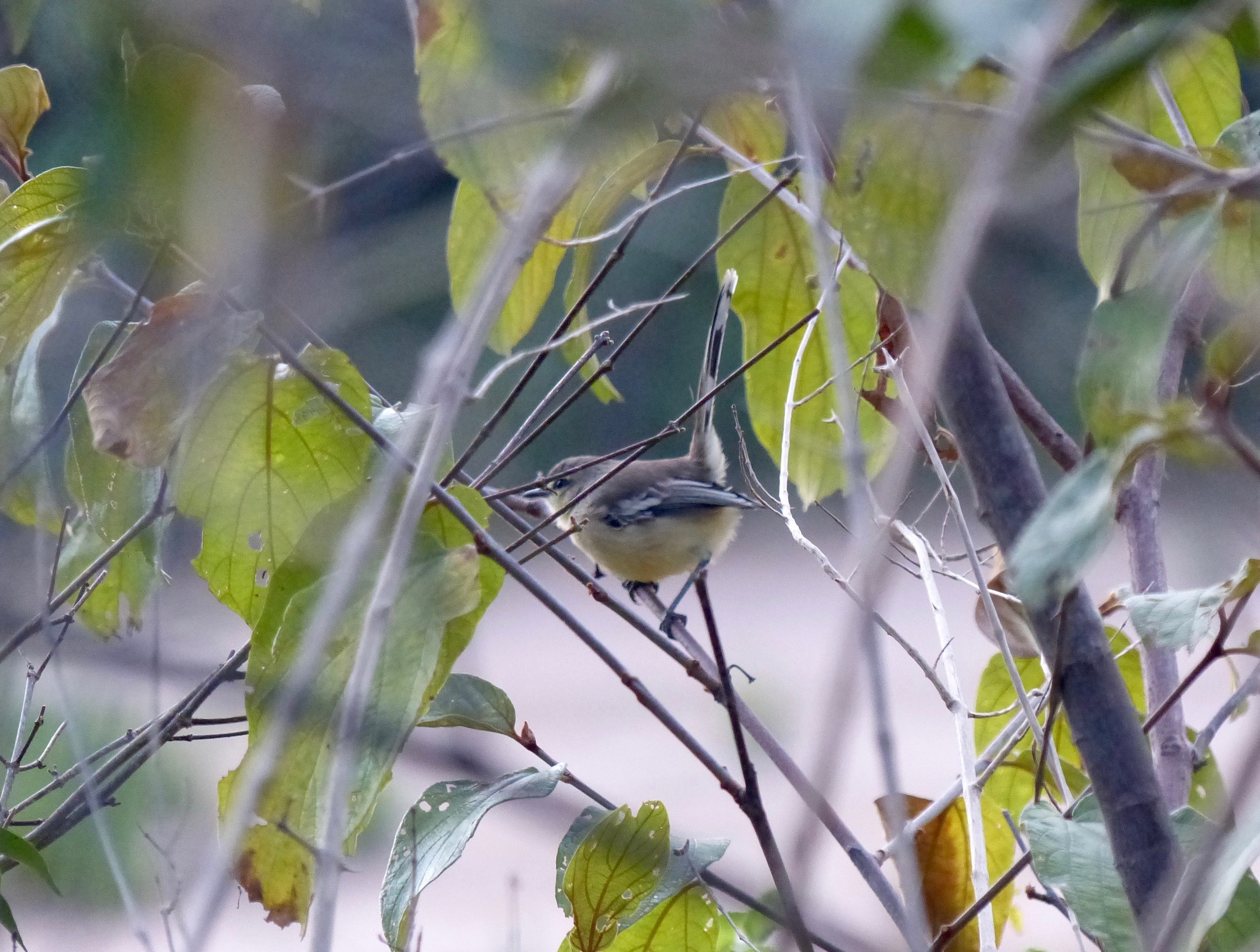 Bahia Wagtail-Tyrant (Stigmatura bahiae), photo 10