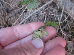 Pentagramma triangularis triangularis