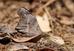 Libythea laius