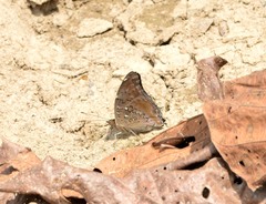 Historis acheronta