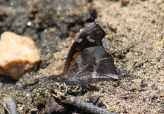 Libythea laius