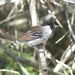 Silvery-cheeked Antshrike - Photo (c) eamonccorbett, some rights reserved (CC BY), uploaded by eamonccorbett