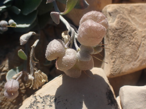 Image of Double Twinpod (Physaria didymocarpa) by no rights reserved