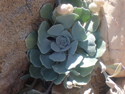 Image of Physaria didymocarpa by no rights reserved