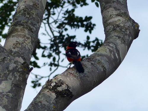 Icterus jamacaii