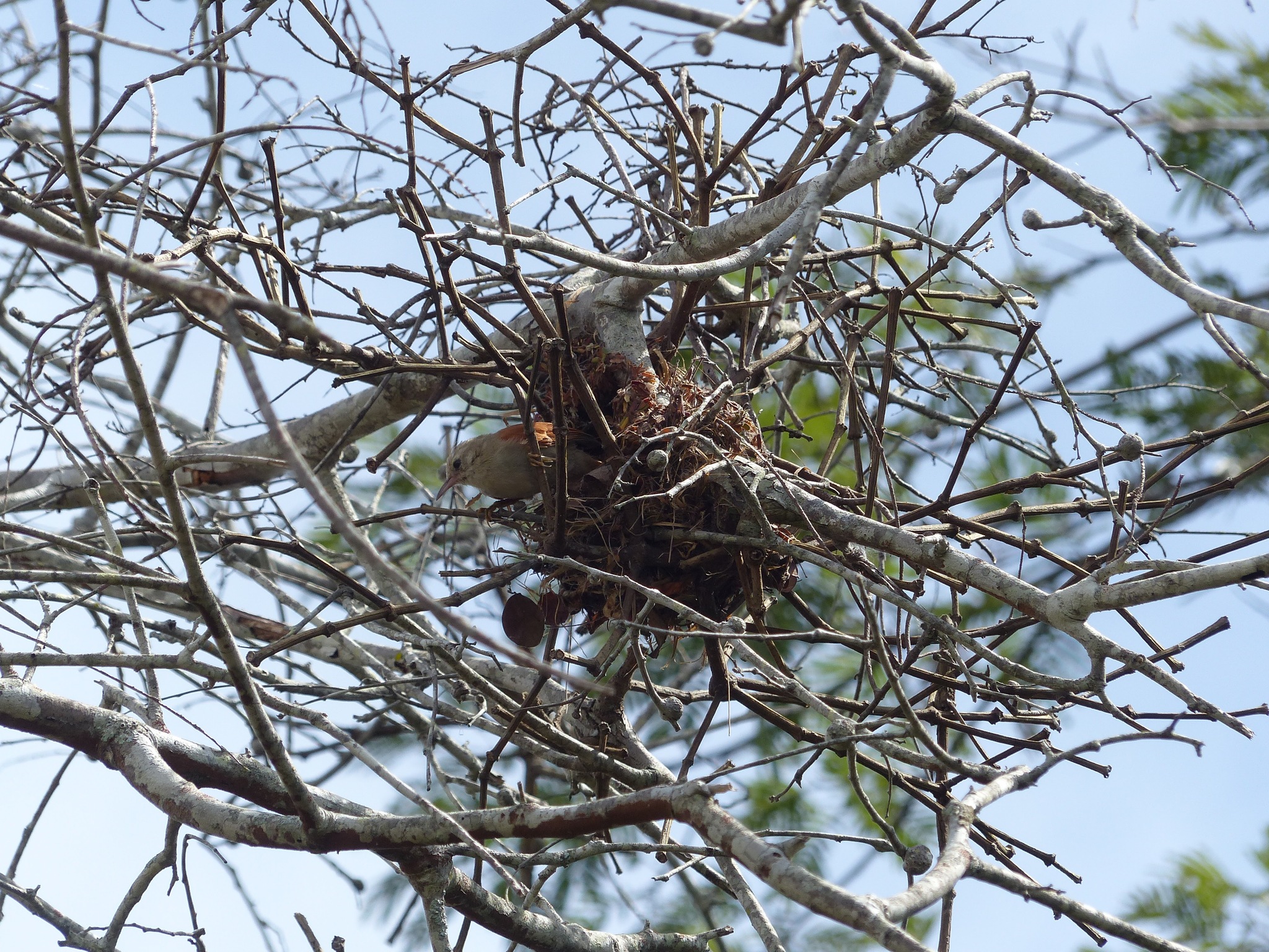 Grey-headed Spinetail (Cranioleuca semicinerea), photo 9