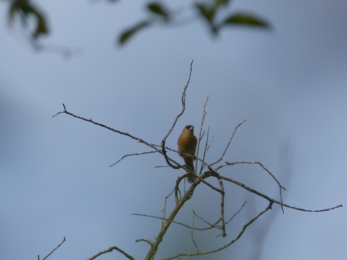 Cinnamon Tanager (Schistochlamys ruficapillus), photo 4