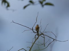 Schistochlamys ruficapillus
