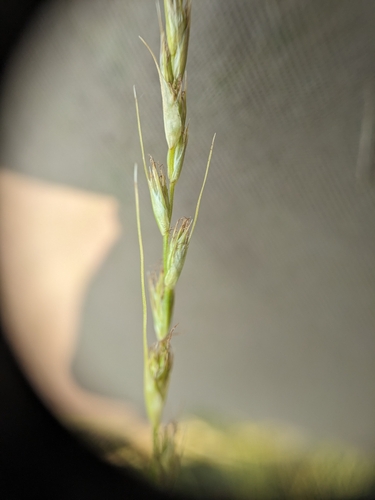 Carex hookeriana
