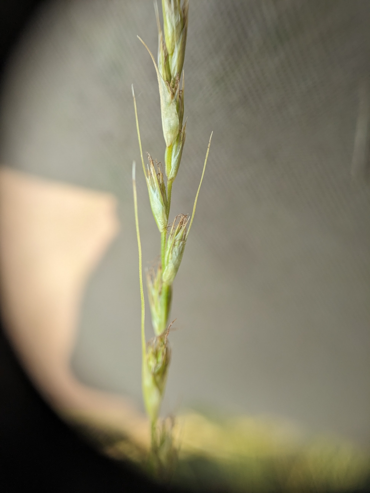 Carex hookeriana