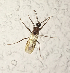 Camponotus variegatus